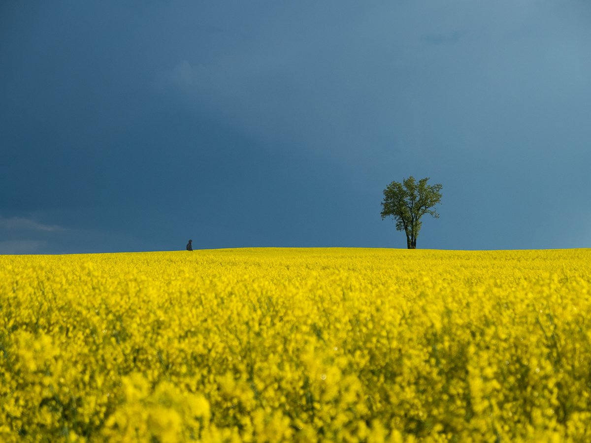 Yellow fields by Jacek Falmur