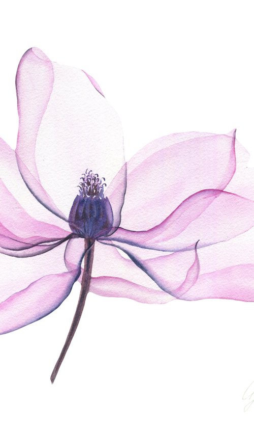 Transparent Magnolia by Olga Koelsch