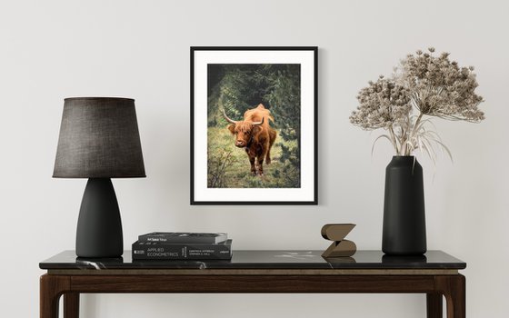 SCOTTISH COW
