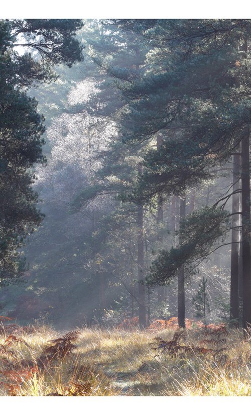 November Forest X by David Baker