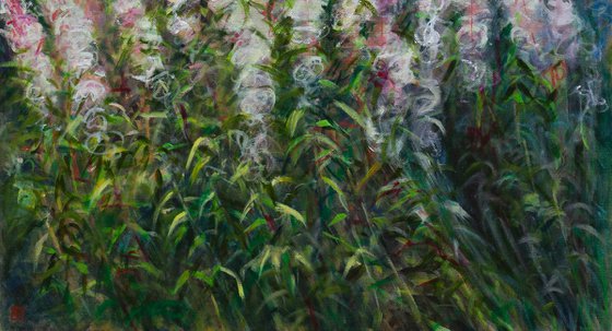 Willowherbs
