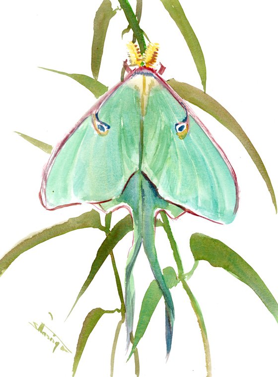 Luna Moth