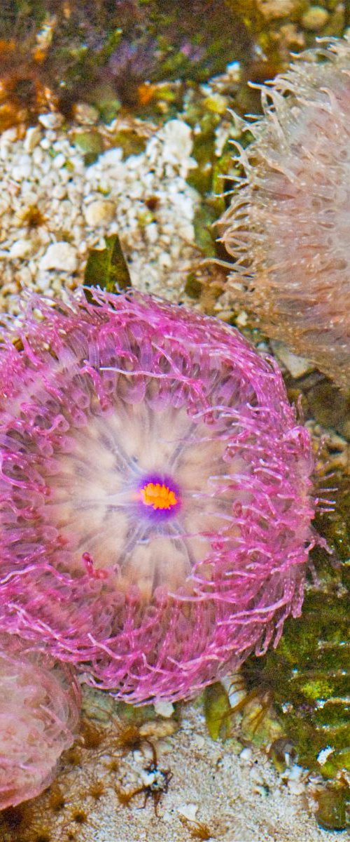 Three Anemones by Eugene Norris