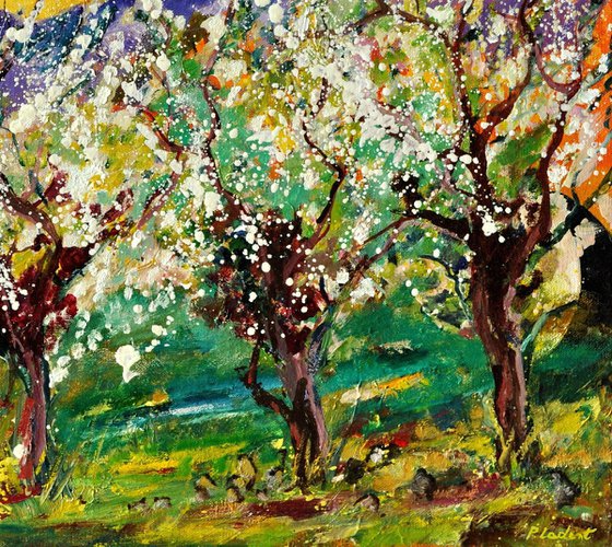 Cherrytrees in spring