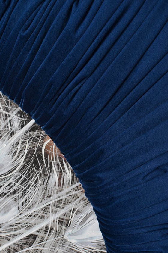 ROYAL PEACOCK