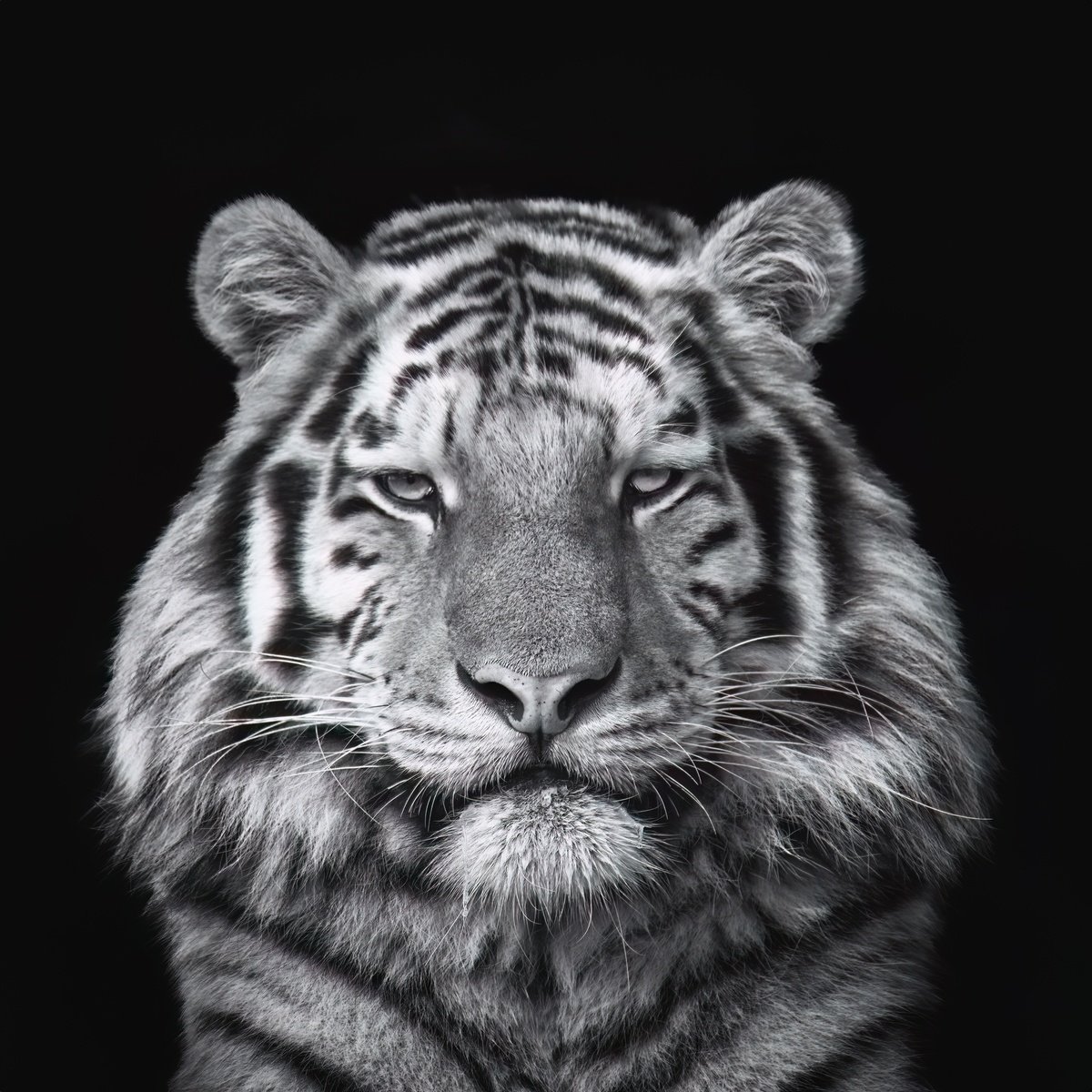 Animal Photograph By Paul Nash, 24 X 24", Tiger Head On, Original Artwork