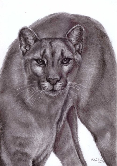 Cougar by Dalia Binkiene