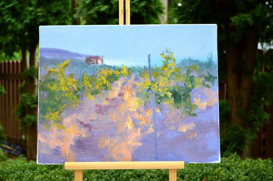 Morning in a sunny vineyard