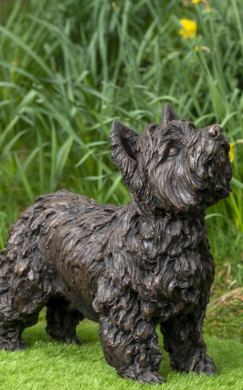 Yorkshire Terrier (BR) by Tanya Russell