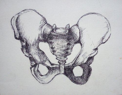 pelvic bone by Sara Radosavljevic