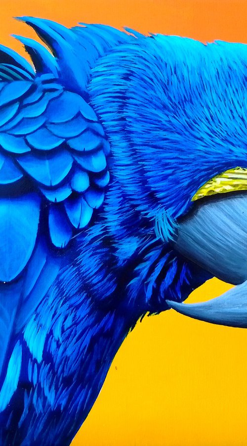 Blue parrot by Barry Gray
