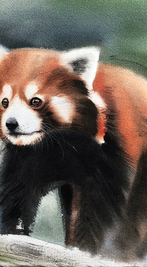 Red panda by Irina Kukrusova