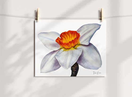White Daffodil Painting