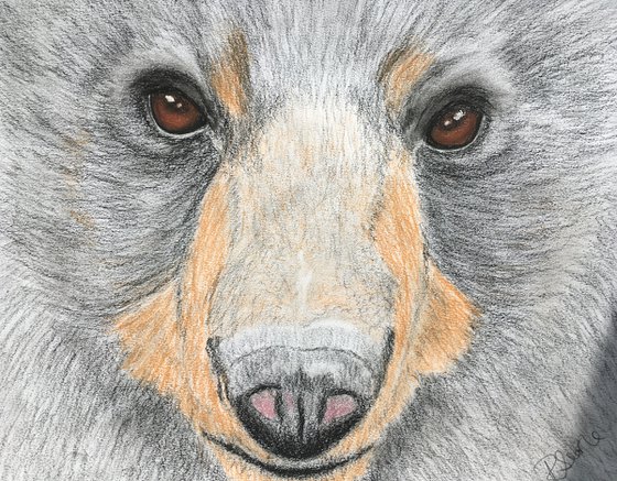 Bear portrait