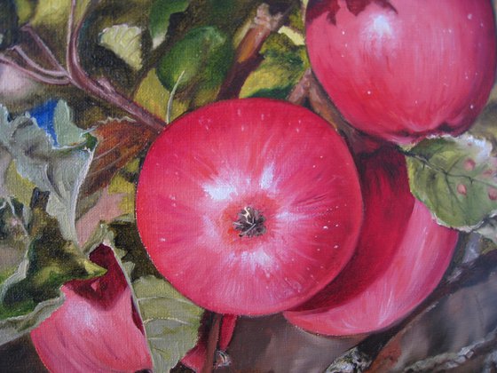 Apples Realistic Painting Oil