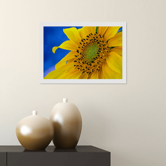 Sunflower. Limited Edition 1/50 15x10 inch Photographic Print