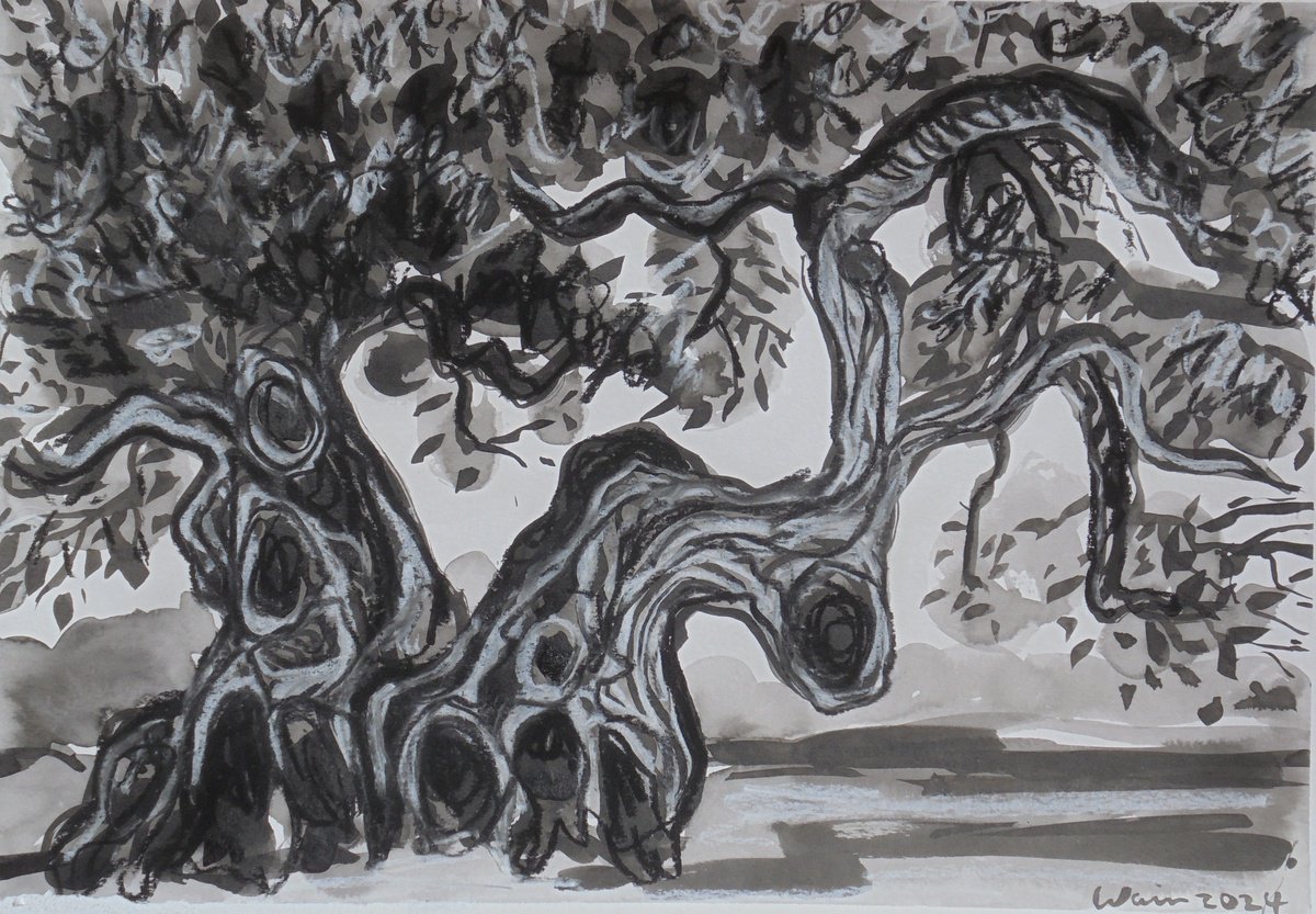 Expressive Landscape Ink Drawing By Kirsty Wain, 17 X 12", The Recovered Olive Tree, Original Artwork