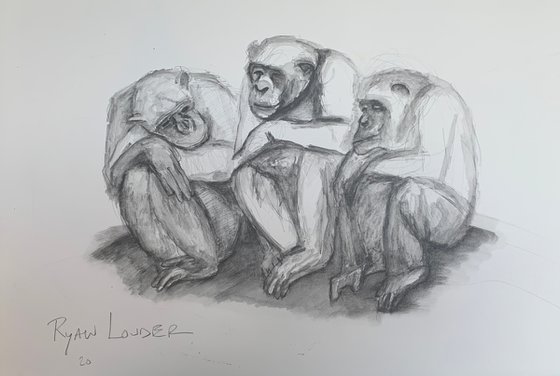 Three Chimpanzees 14x18  Wildlife Artwork