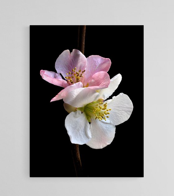 Pink and White Quince Blossoms