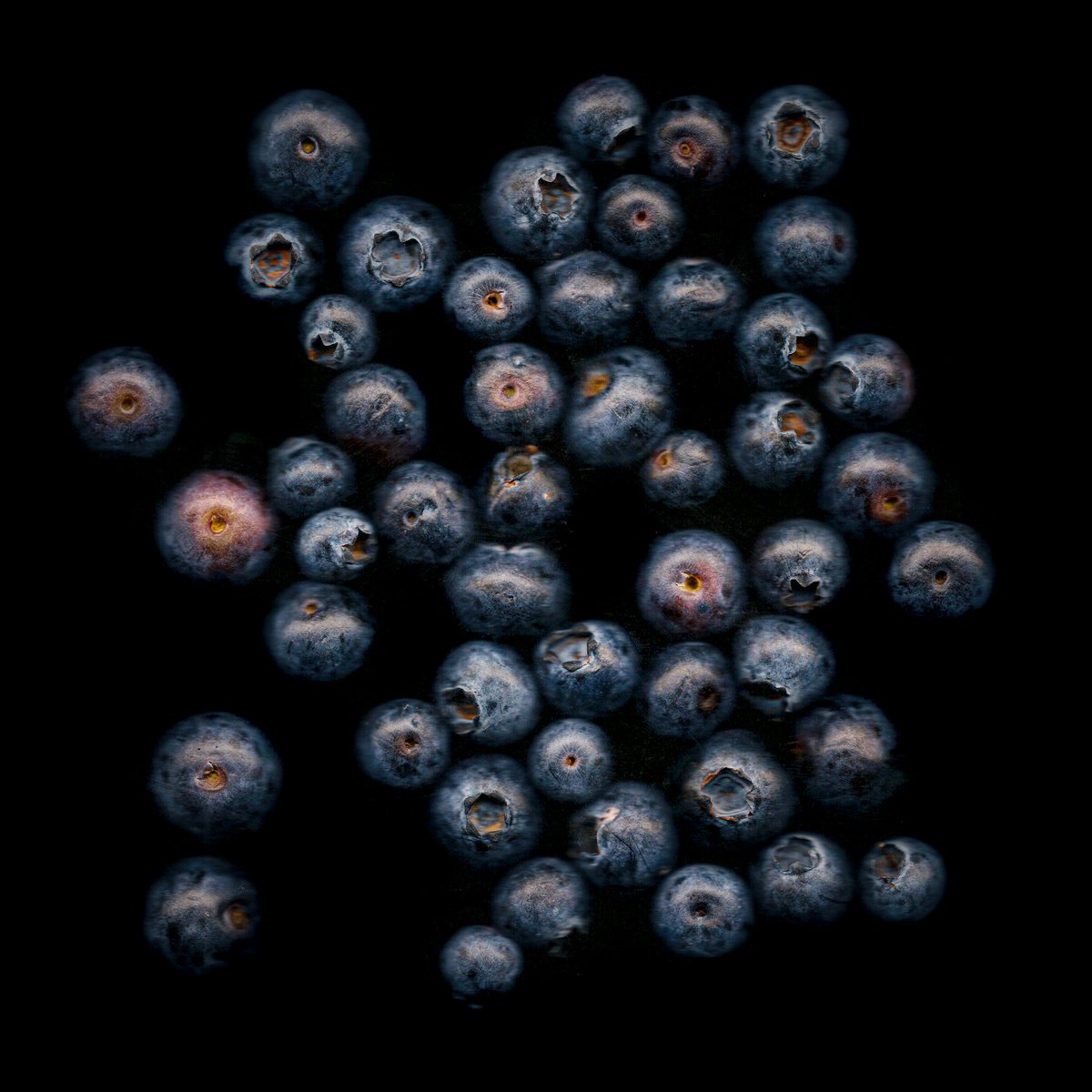 Impressionistic Still Life Photograph By Paul Nash, 24 X 24", Blueberries, Original Artwork