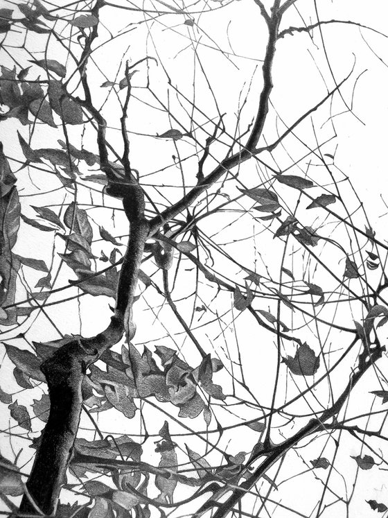 Whispers of the Canopy.