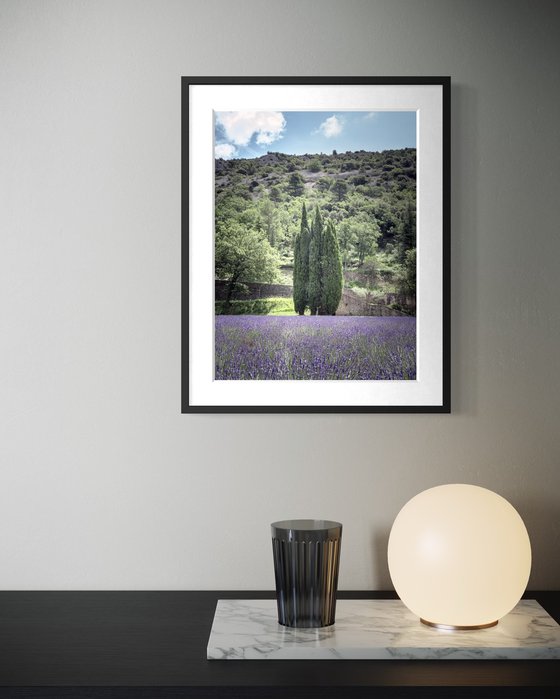 THE LIGHT OF FLOWERING