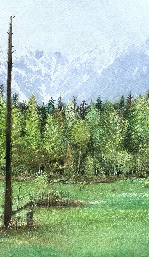 Spring Marshland in Kamikochi (Meadow) by Masato Watanabe