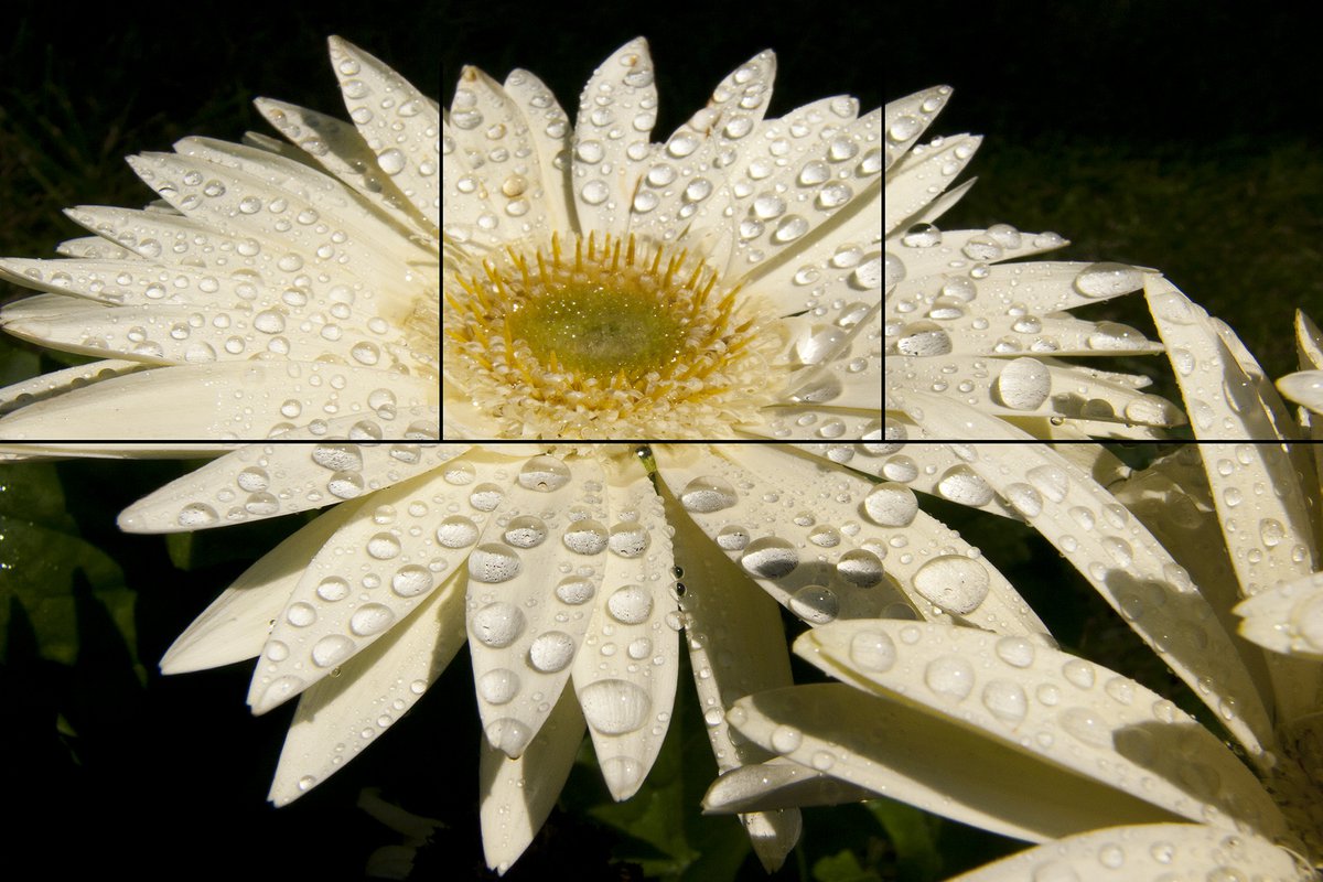 White Gerbera with Dew by Juan Bernal