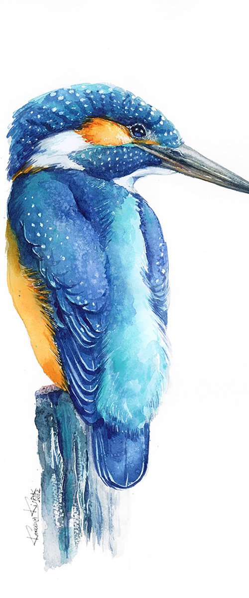 Kingfisher, blue bird from the river by Karolina Kijak