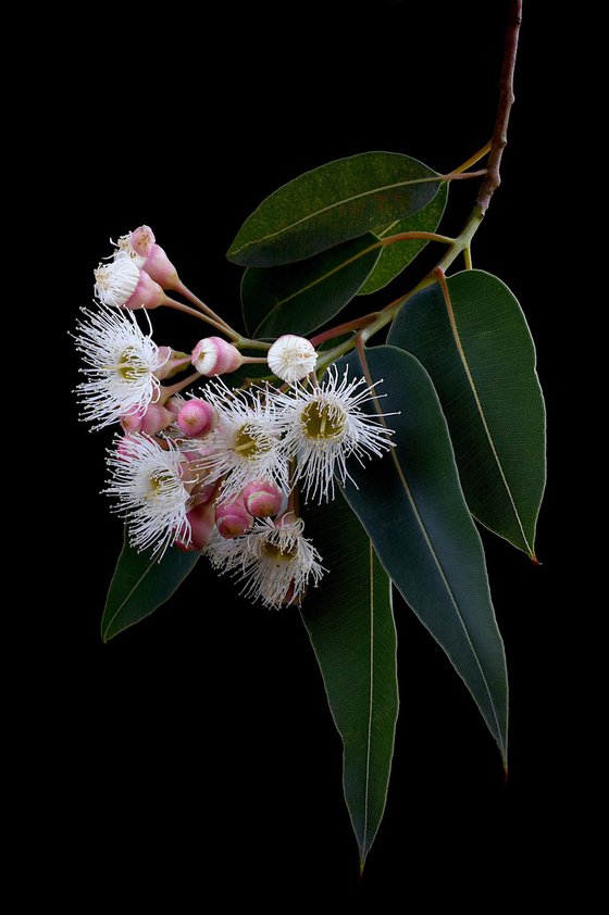 Corymbia Snowflake Gum