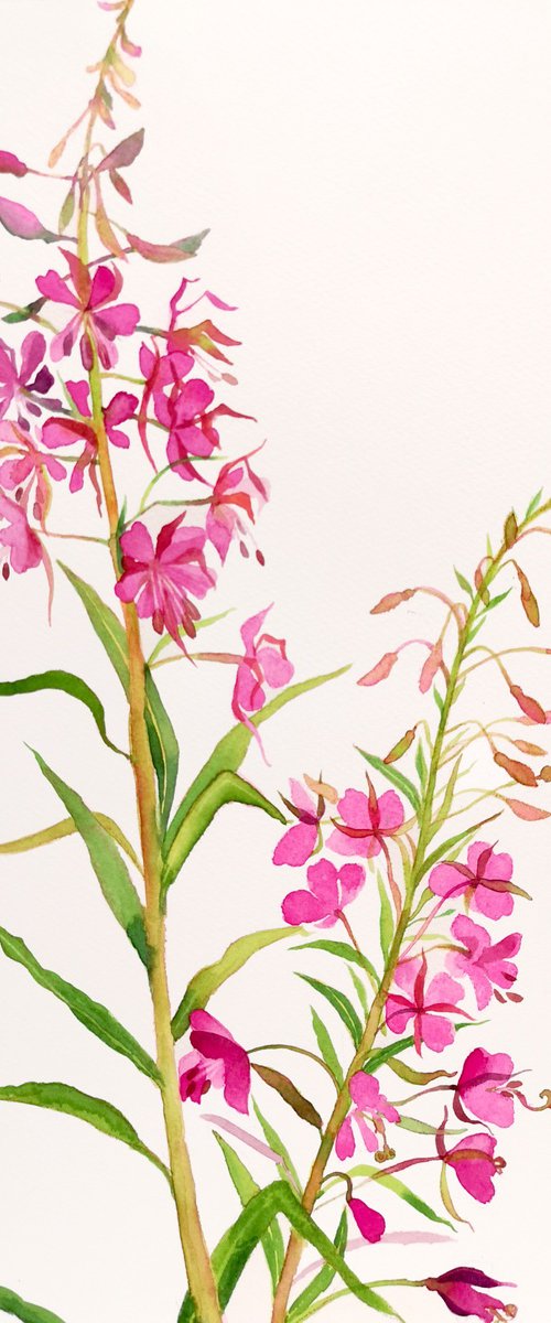 Fireweed in Watercolor by Olga Beliaeva Watercolour
