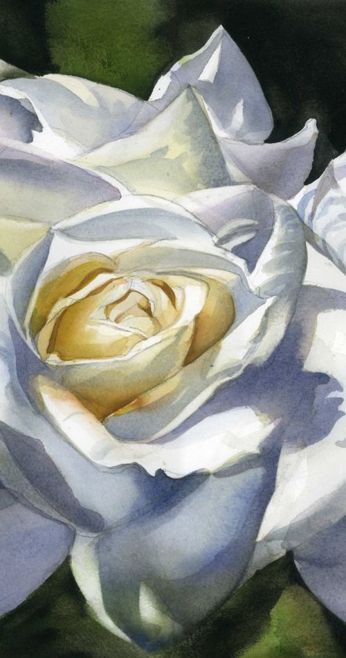 White rose by Alfred  Ng