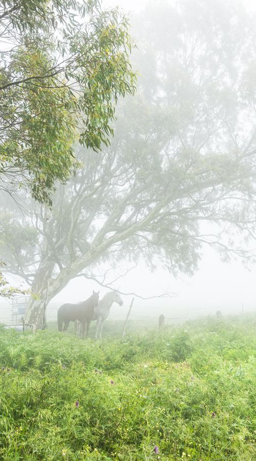 HORSES IN THE MIST by Andrew Lever