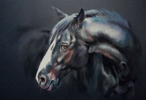 A series of horse portraits Black