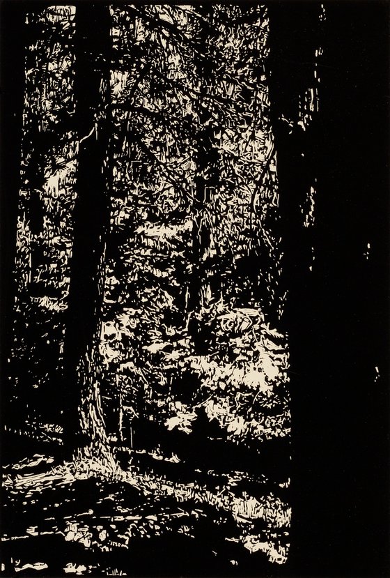 RISING WOODS/PECOS WILDERNESS