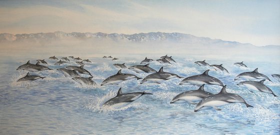 Dusky dolphins - Kaikoura, New Zealand