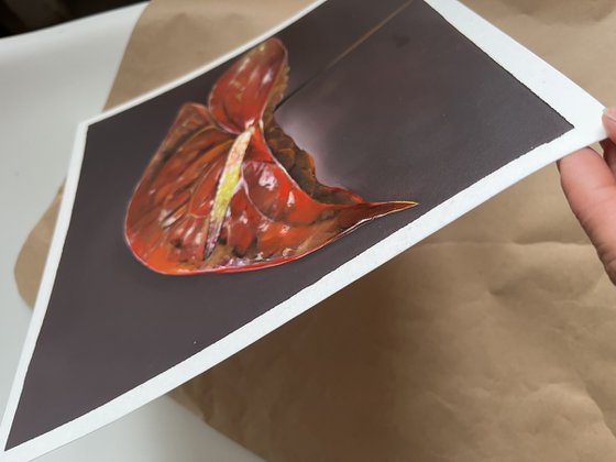 Red anthurium