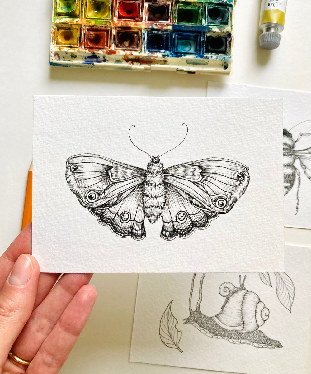 Butterfly Original Pen & Ink Drawing by Kate Mac