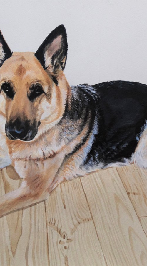 German Shepherd by Julian Wheat