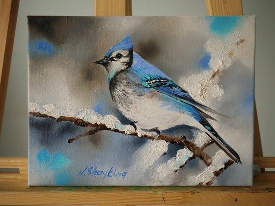 Blue Jay on Snowy Branch