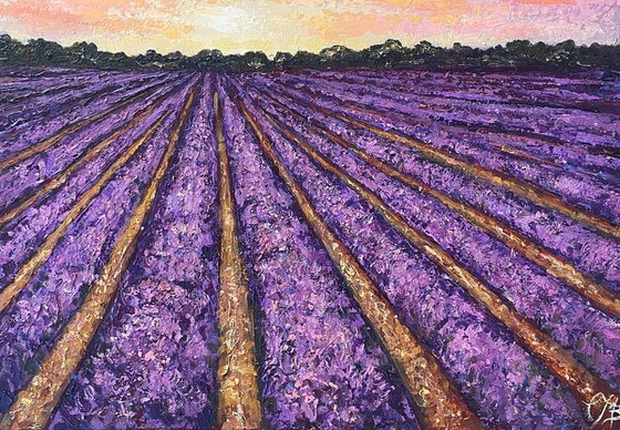 Lavender Sunrise