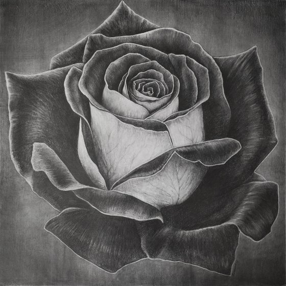 Two-Faced Rose. Graphite Flowers Series