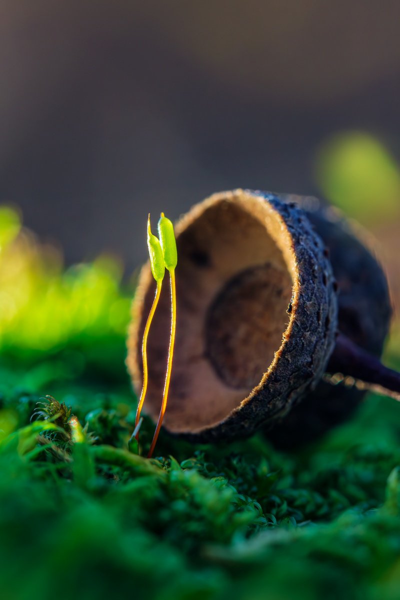 Expressive Botanical Photograph By Inna Etuvgi, 12 X 16, Mossy Love Story - Matted, Original Artwork