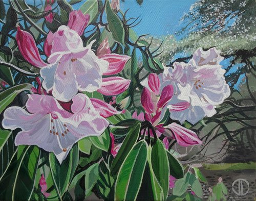 Sunlight And Rhododendrons by Joseph Lynch