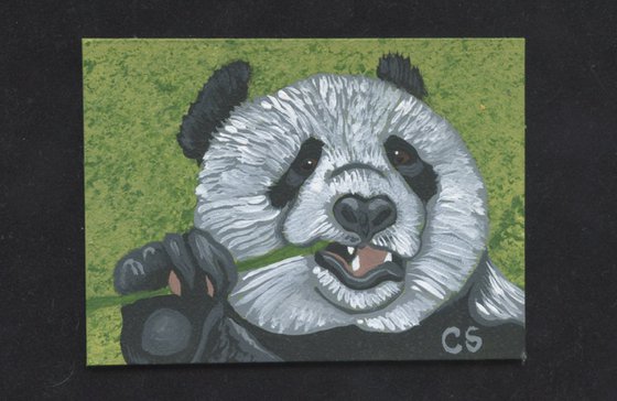 ACEO ATC Original Miniature Painting Panda Bear Wildlife Art-Carla Smale