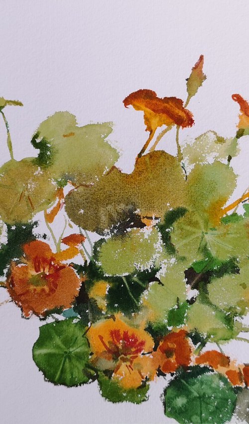 Nasturtium by Elena Sanina