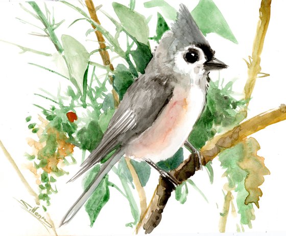 Titmouse Bird