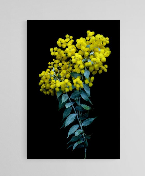 Silver Wattle
