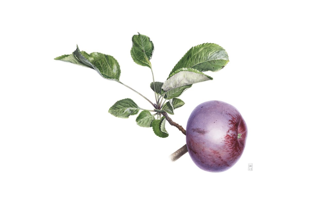 Photorealistic Botanical Watercolour By Yuliia Moiseieva, 22 X 15", Apple Branch, Original Artwork
