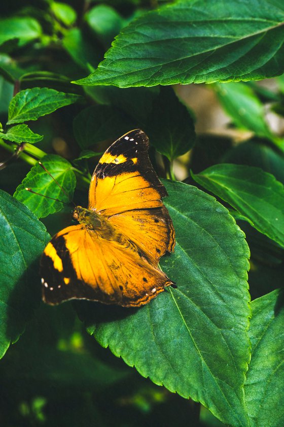 El jardín de las Mariposas